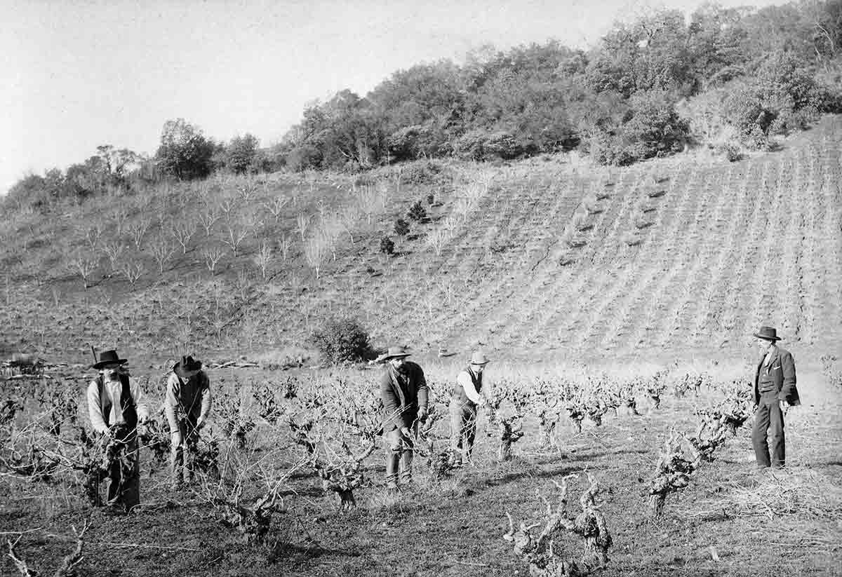 A foreman supervises pruning in a vineyard near St. Helena around 1900. 