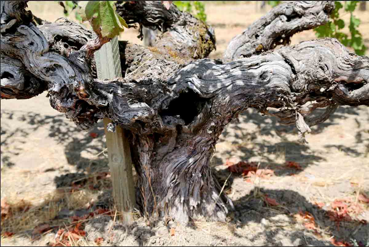 Because of their age, the girth of the vine trunks is rather large – often with sizable holes in the middle